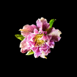20170307-Helleborous