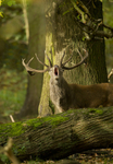 RED DEER portfolio