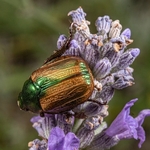 Garden chafer (Phyllopertha horticola