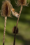 HARVEST MOUSE ref HM 2