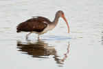 Ibis