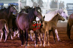 3HRodeo7-12-24_LJD_3HR5316_LJD