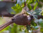 Speckled Mousebird portfolio