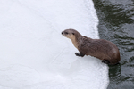 River Otter emerges from water, Yellowstone National Park, Wyoming