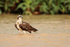Osprey standing, Rio Sao Lourenco, Mato Grosso, Brazil
