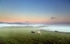 Cows above the Fog