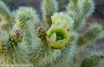 Cactus Flower 4