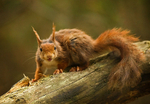 Red Squirrel 1Jun08