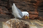 Kittiwake