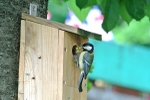 Great Tit Feeding The Family