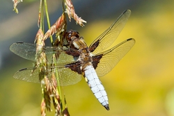Broad Bodied Chaser - Male