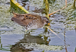 Spotted Crake.