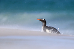 Gentoo Penguin arriving on Leopard Beach, Carcass Island, Falklands