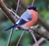 Bullfinch