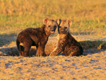 Spotted Hyena cubs in late afternoon light