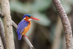 Malachite Kingfisher