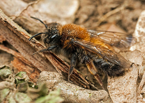 [i]Andrena clarkella[/i] female at a nesting site. Warwickshire 2013.