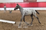BPP_1987