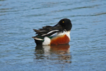 Shoveler