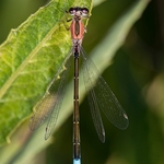 Blue-tailed damselfly (Ischnura elegans) female rufescens-obsoleta