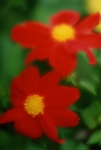 Dahlias