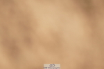 240317A-121010-05863