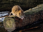 Brown Rat