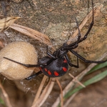 European Black Widow Spider  with coccoon (Latrodectus tredecimaguttatus