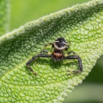 Napoleon spider (Synema globosum) 