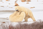 Polar Bear about to bite another during fight, Churchill, Canada
