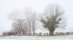 Misty trees, Kerridge