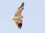 Black Winged Kite