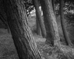 Tree Abstract