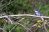 Belted Kingfisher (male) perched, Blue Cypress Lake, Florida
