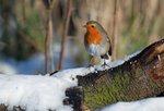 Robin