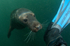 Grey Seal - Halichoerus grypus