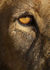 Male lions eye