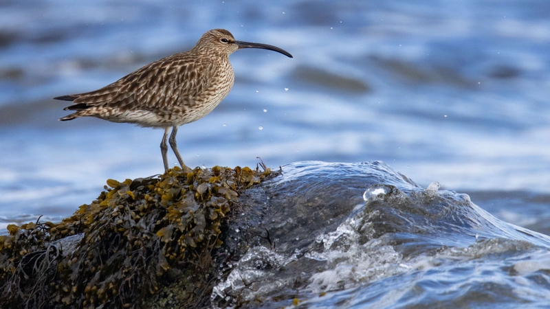 Eurasian Whimbrel - Kildonan - Isle of Arran - Scotland