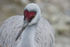 Sandhill Crane-1