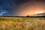 z2441 Poppy Storm, Apse Heath