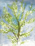 Vårtre 31x23