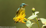 Male variable sunbird