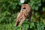 Tawny Owl
