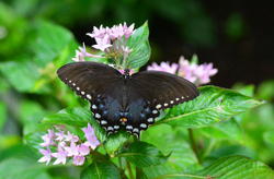 Butterfly Gallery portfolio