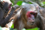 Male stump-tailed Macaque