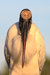 Wood Stork front view, Wakodahatchee Wetlands, Florida