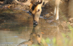 Sambar.