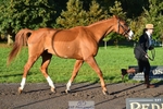 607-RICO.III-Alison.Stewart-TrotUp+SJ portfolio