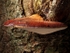 Beefsteak Fungus (03)