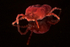 Red Velvet Mite